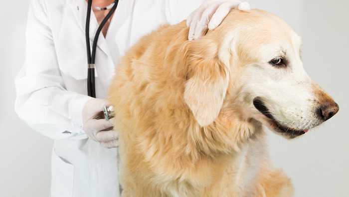 Test av hundeforsikring og katteforsikring