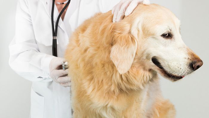 Test av hundeforsikring og katteforsikring